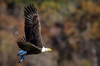 Bald Eagles at Conowingo Dam